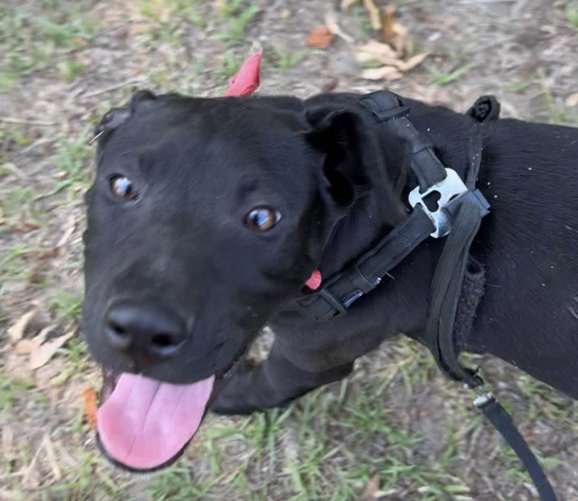 Enlarge Mack, a Adoptable Labrador Retriever in Tarrytown, GA image 2/3