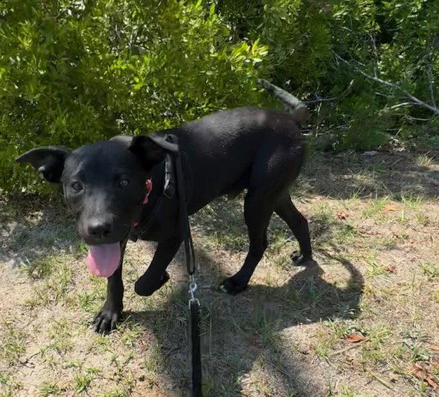 Enlarge Mack, a Adoptable Labrador Retriever in Tarrytown, GA image 3/3