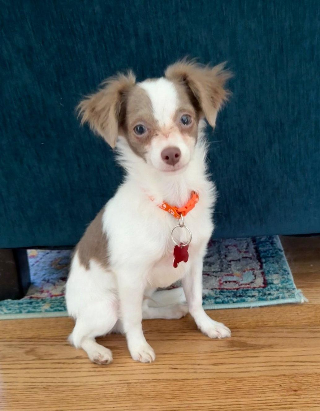 Kai - ADOPTION IN PROCESS, Adoptable, Young Male Chihuahua.