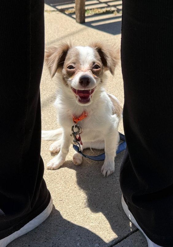 Enlarge Kai - ADOPTION IN PROCESS, a Adoptable Chihuahua in Grafton, WI image 2/3