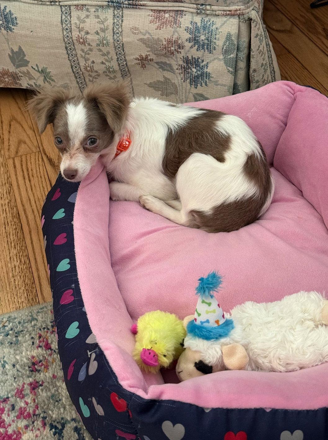 Enlarge Kai - ADOPTION IN PROCESS, a Adoptable Chihuahua in Grafton, WI image 3/3