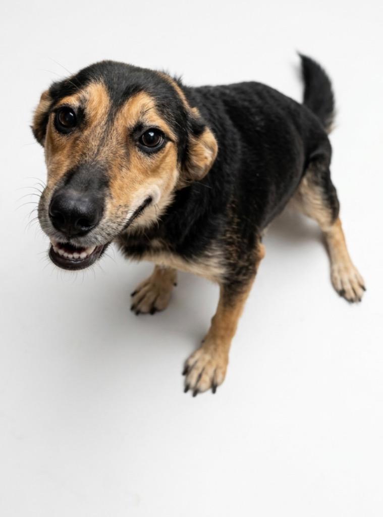 Enlarge Addy, a Adoptable mixed breed in Hudson, NY image 1/1