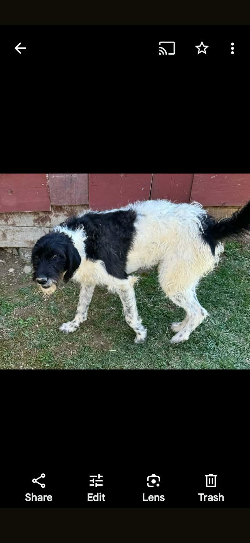 Milton, a ADOPTABLE mixed breed in Cumming, GA image 2/3