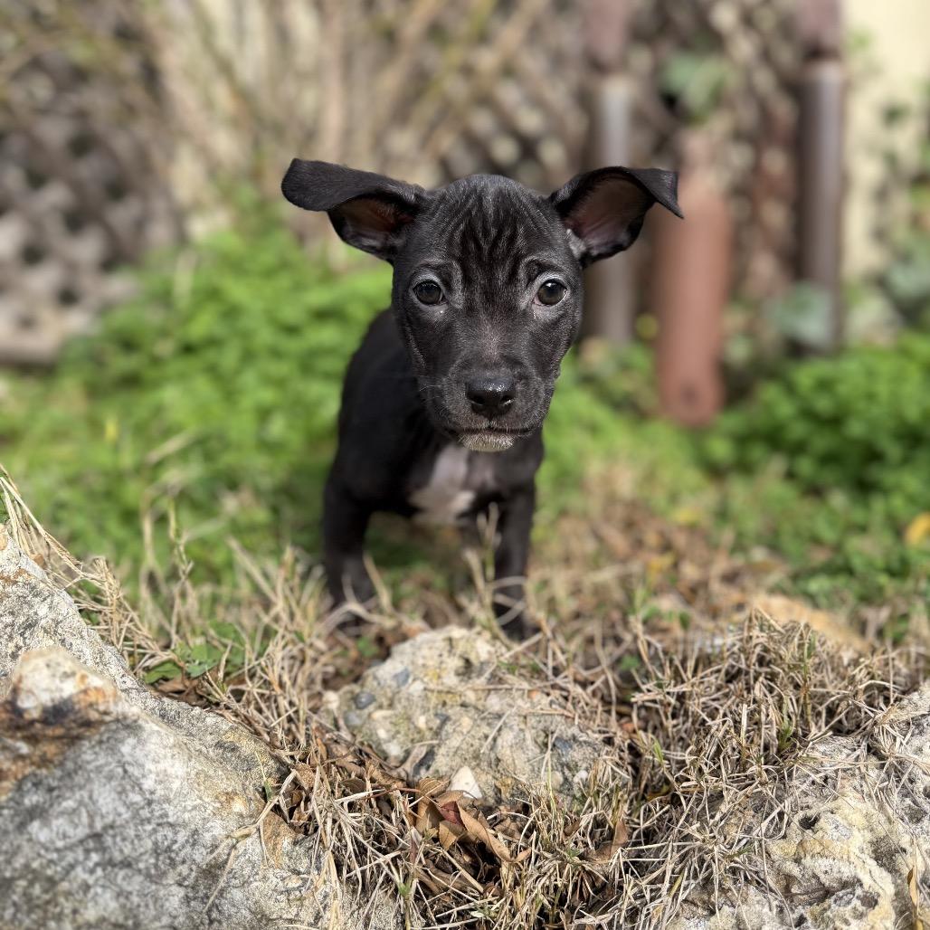 Enlarge Nick, a Adoptable mixed breed in Sacramento, CA image 1/6