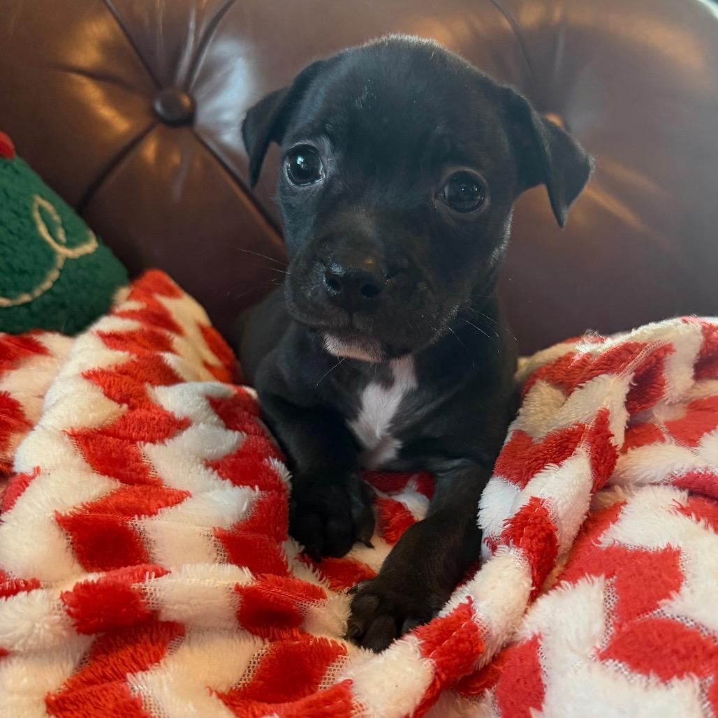 Nick, Adoptable, Puppy Male Pit Bull Terrier & Mixed Breed.