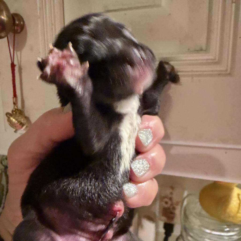 Enlarge Nick, a Adoptable mixed breed in Sacramento, CA image 2/4