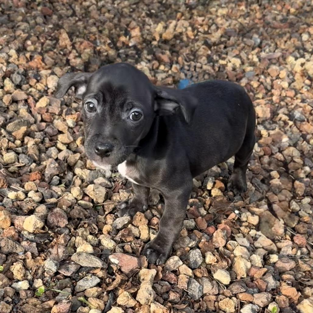 Enlarge Nick, a Adoptable mixed breed in Sacramento, CA image 3/6