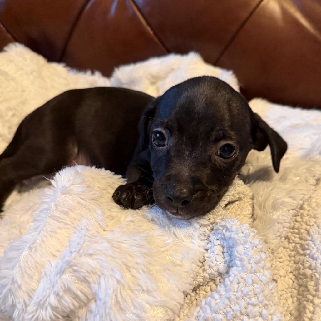 Enlarge Nick, a Adoptable mixed breed in Sacramento, CA image 3/4