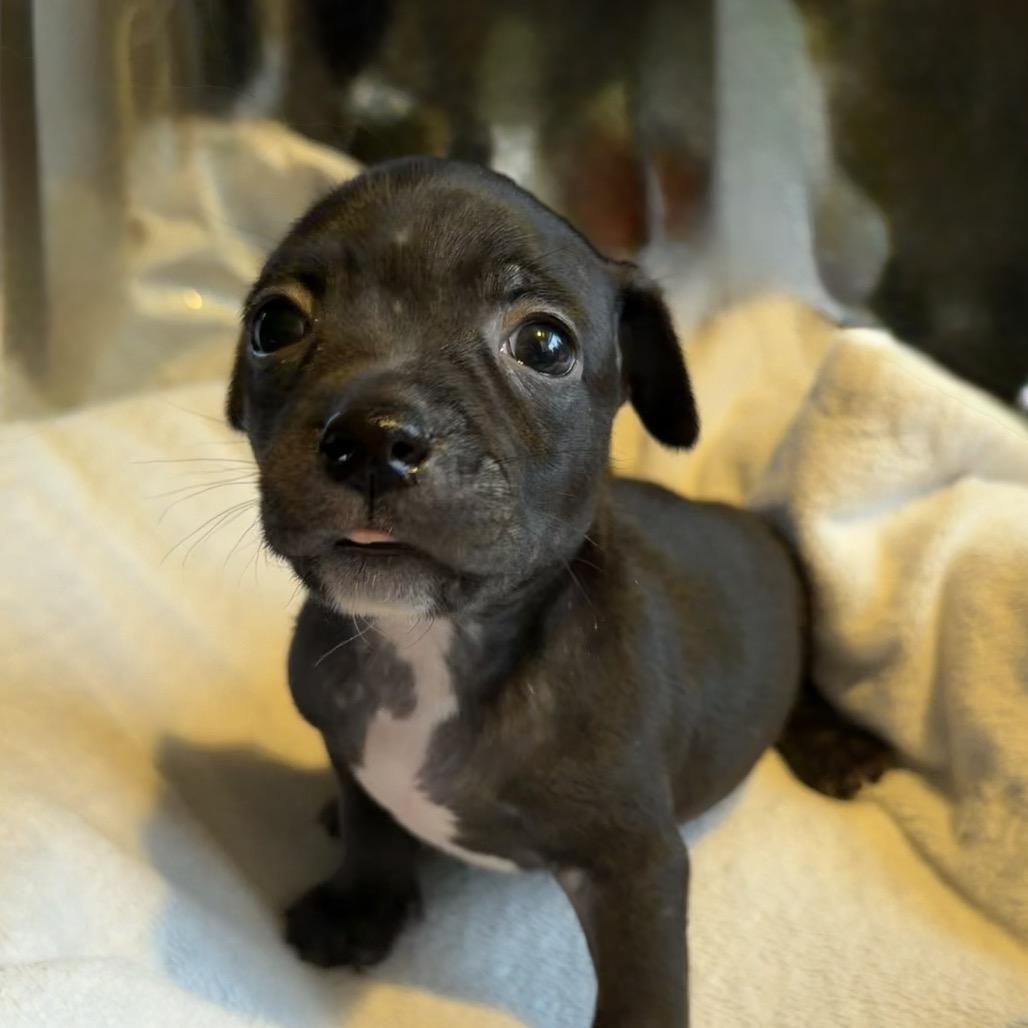 Enlarge Nick, a Adoptable mixed breed in Sacramento, CA image 4/4