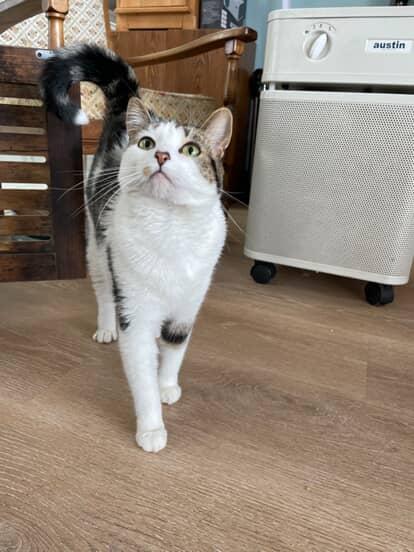 Enlarge Millie, a Adoptable Domestic Short Hair in Fulton, NY image 5/5