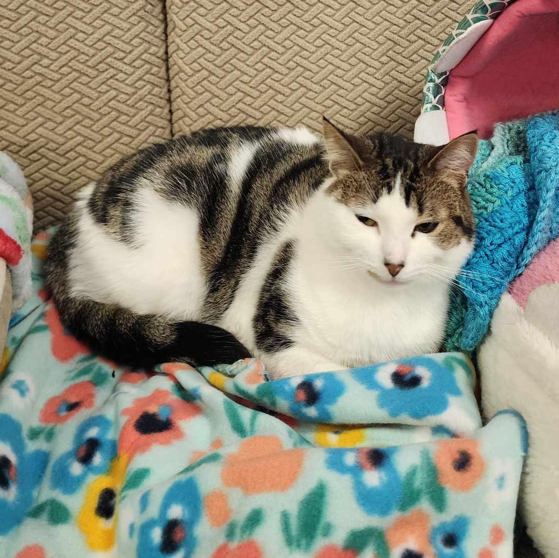 Enlarge Millie, a Adoptable Domestic Short Hair in Fulton, NY image 4/5