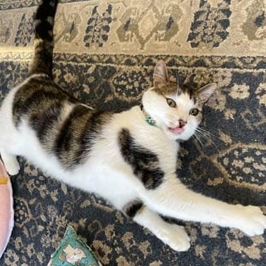 Enlarge Millie, a Adoptable Domestic Short Hair in Fulton, NY image 3/5