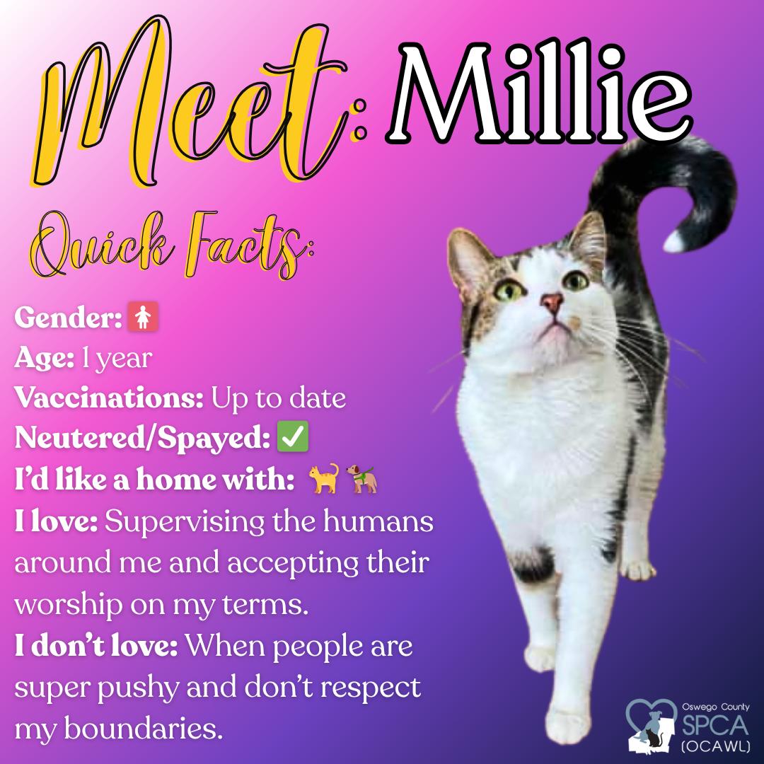 Millie, Adoptable, Adult Female Domestic Short Hair.