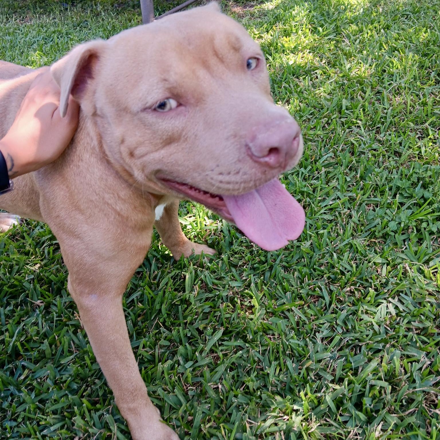Enlarge Bubs, a Adoptable mixed breed in Springfield, MA image 1/6