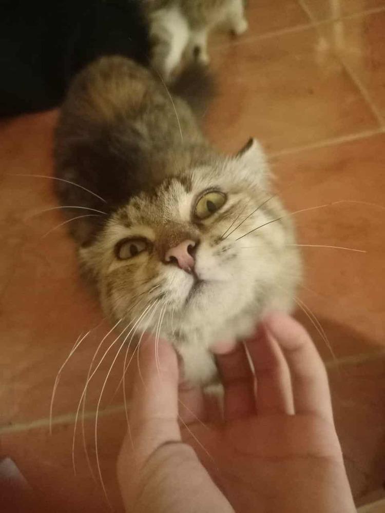 Enlarge Botchy, a Adoptable Persian in WOLCOTT, CT image 1/6