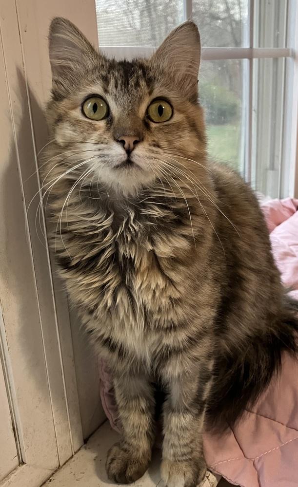 Enlarge Botchy, a Adoptable Persian in WOLCOTT, CT image 2/6