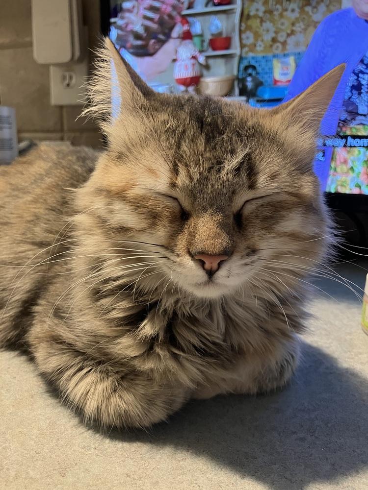 Enlarge Botchy, a Adoptable Persian in WOLCOTT, CT image 3/6