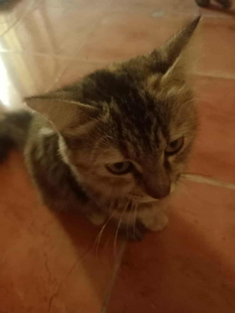 Enlarge Botchy, a Adoptable Persian in WOLCOTT, CT image 3/6