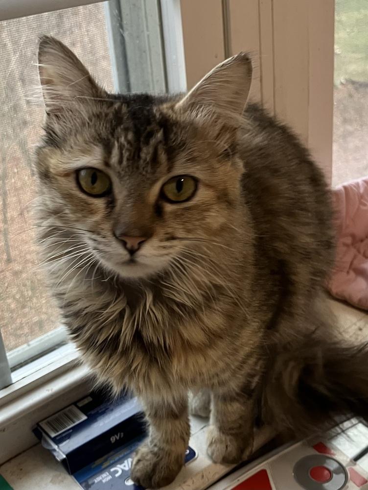 Enlarge Botchy, a Adoptable Persian in WOLCOTT, CT image 4/6