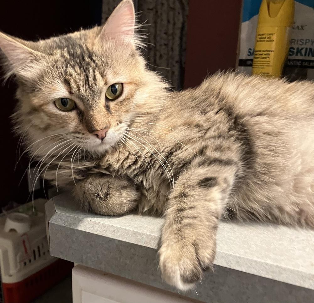 Enlarge Botchy, a Adoptable Persian in WOLCOTT, CT image 6/6