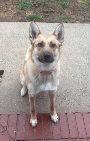 Enlarge Tiya, a Adoptable mixed breed in Mocksville, NC image 1/4