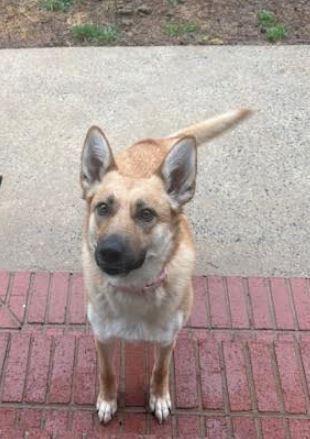 Enlarge Tiya, a Adoptable mixed breed in Mocksville, NC image 2/4