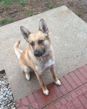 Enlarge Tiya, a Adoptable mixed breed in Mocksville, NC image 3/4