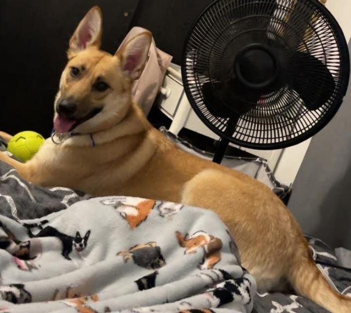 Enlarge Tiya, a Adoptable mixed breed in Mocksville, NC image 4/4