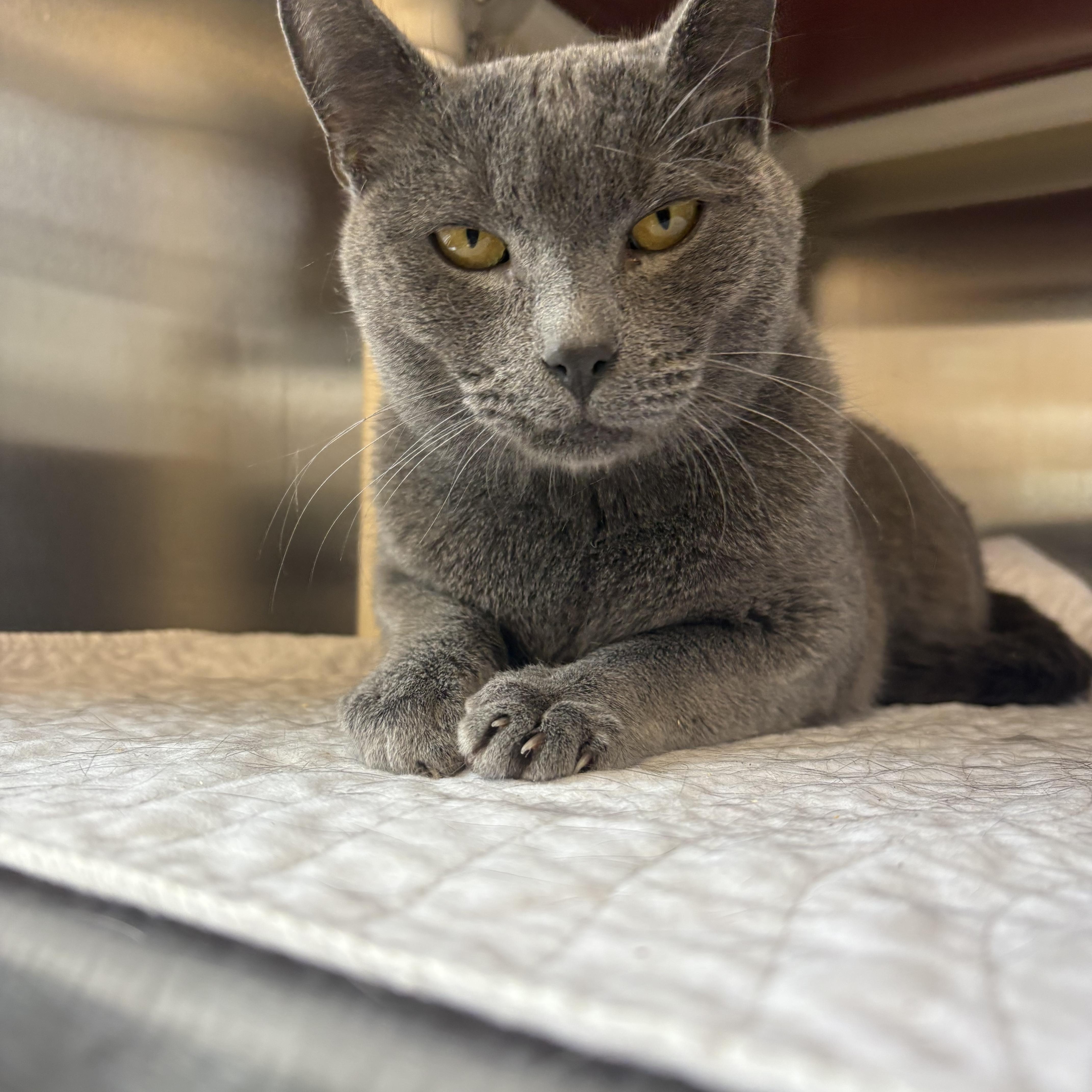 Enlarge Goose , a ADOPTABLE Domestic Short Hair in North Providence, RI image 2/3