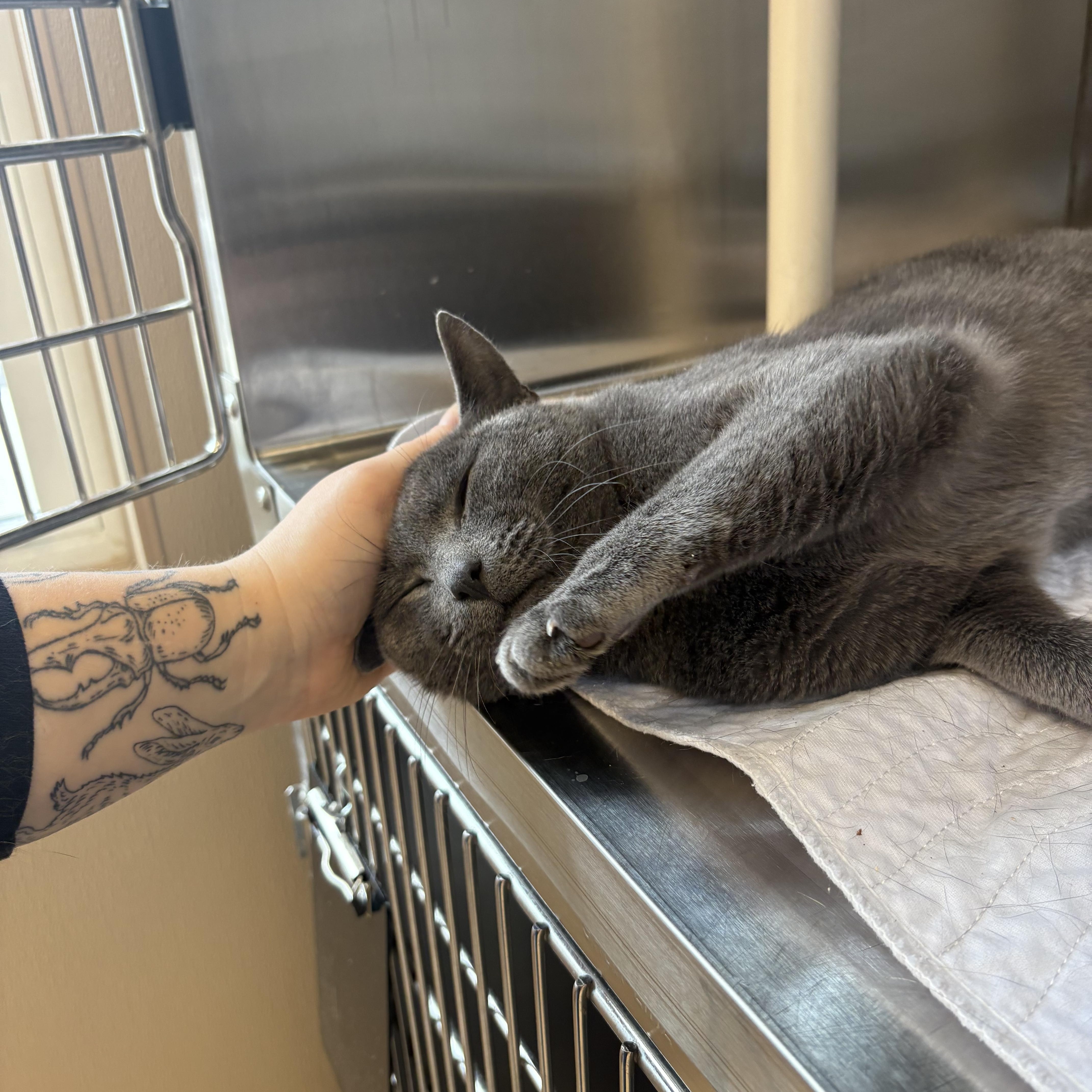 Enlarge Goose , a ADOPTABLE Domestic Short Hair in North Providence, RI image 3/3