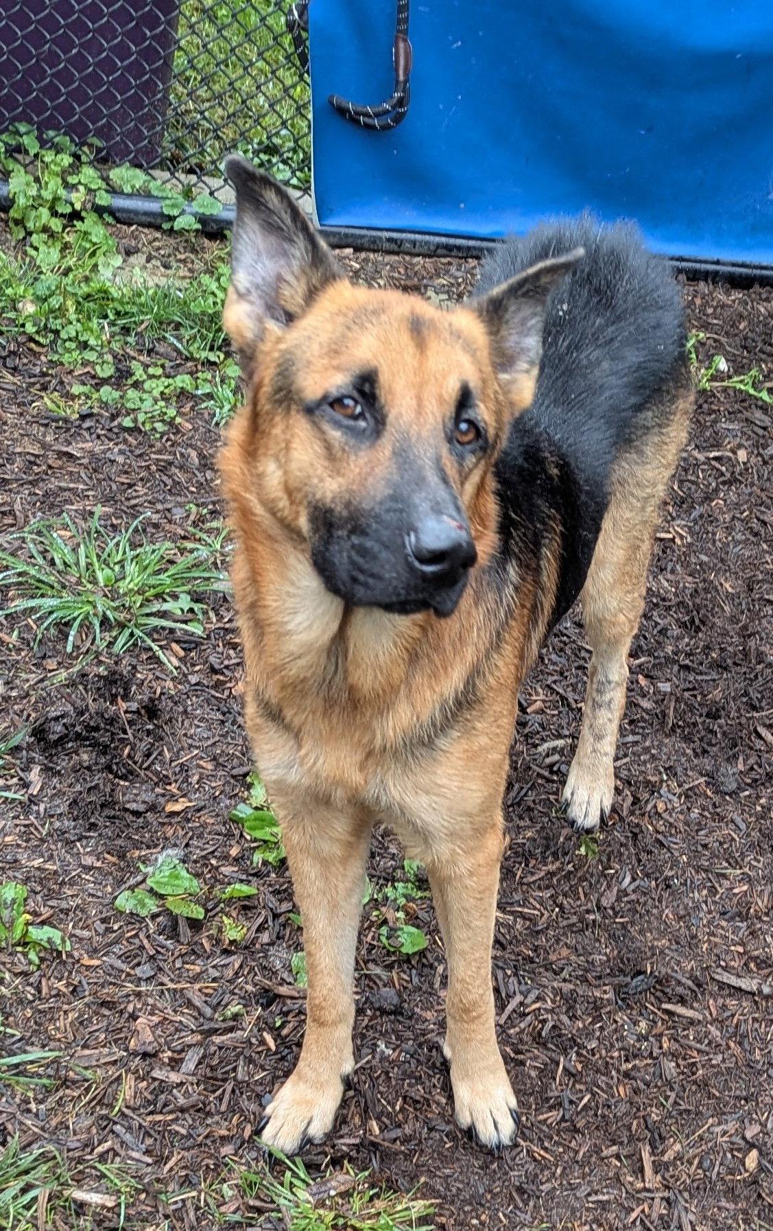Ryan, Adoptable, Adult Male German Shepherd Dog.