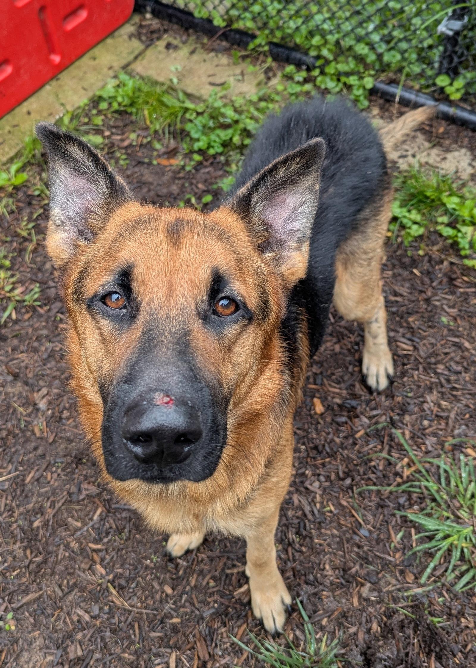 Enlarge Ryan, a Adoptable German Shepherd Dog in Baltimore, MD image 2/3