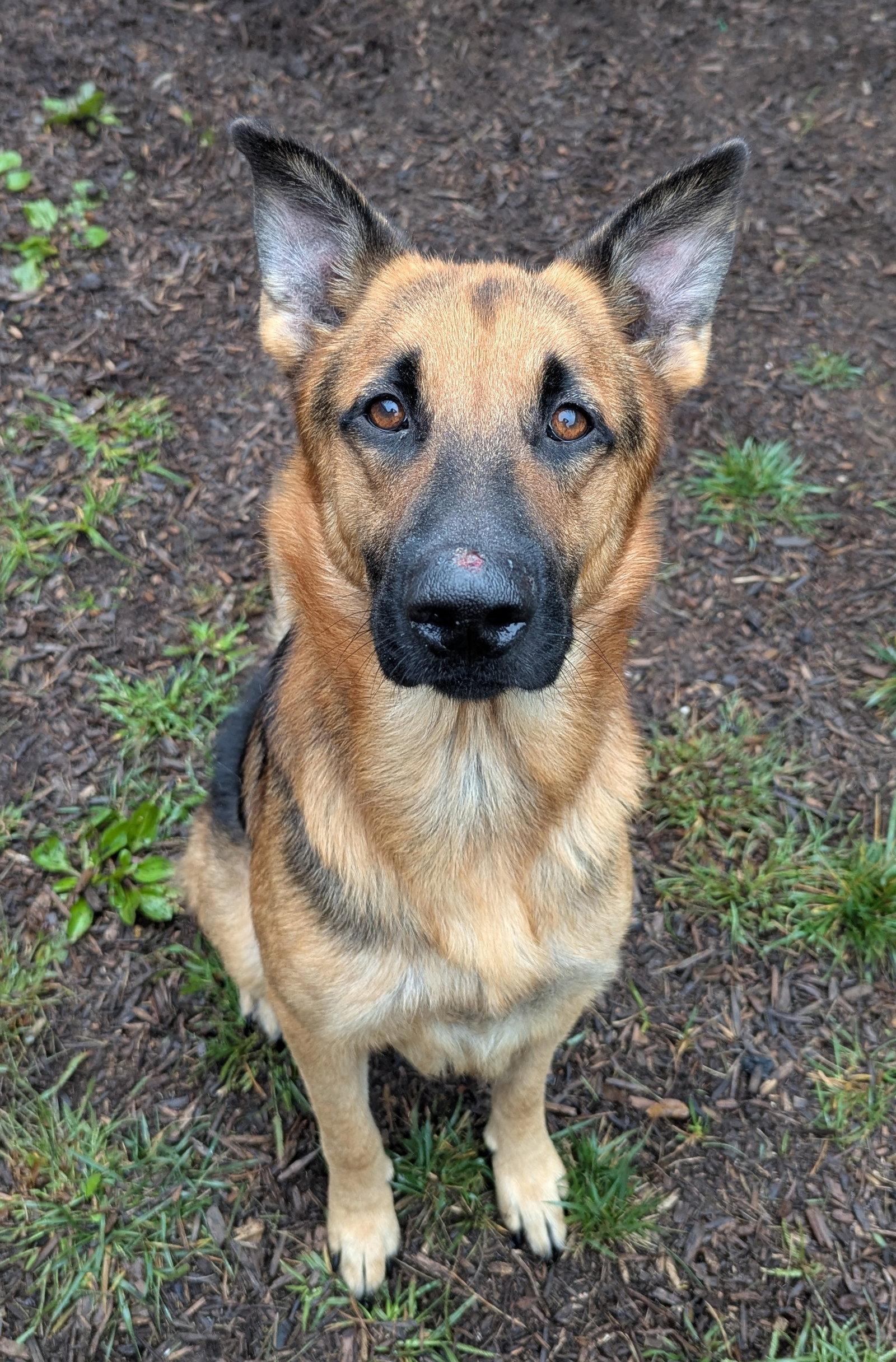 Enlarge Ryan, a Adoptable German Shepherd Dog in Baltimore, MD image 3/3