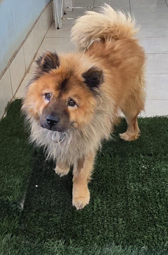 Enlarge Chao, a ADOPTABLE Chow Chow in Fallbrook, CA image 2/6