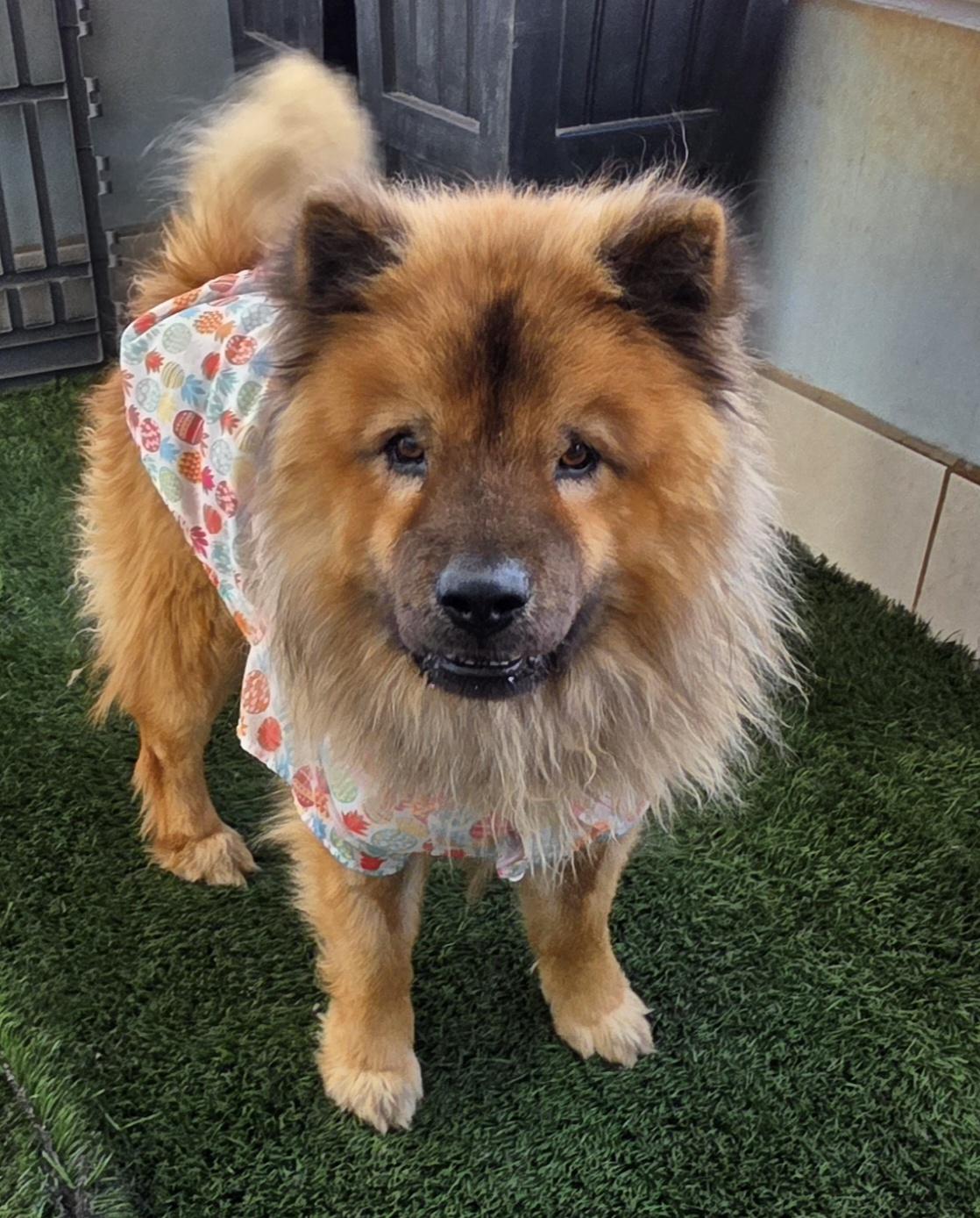 Enlarge Chao, a ADOPTABLE Chow Chow in Fallbrook, CA image 1/6