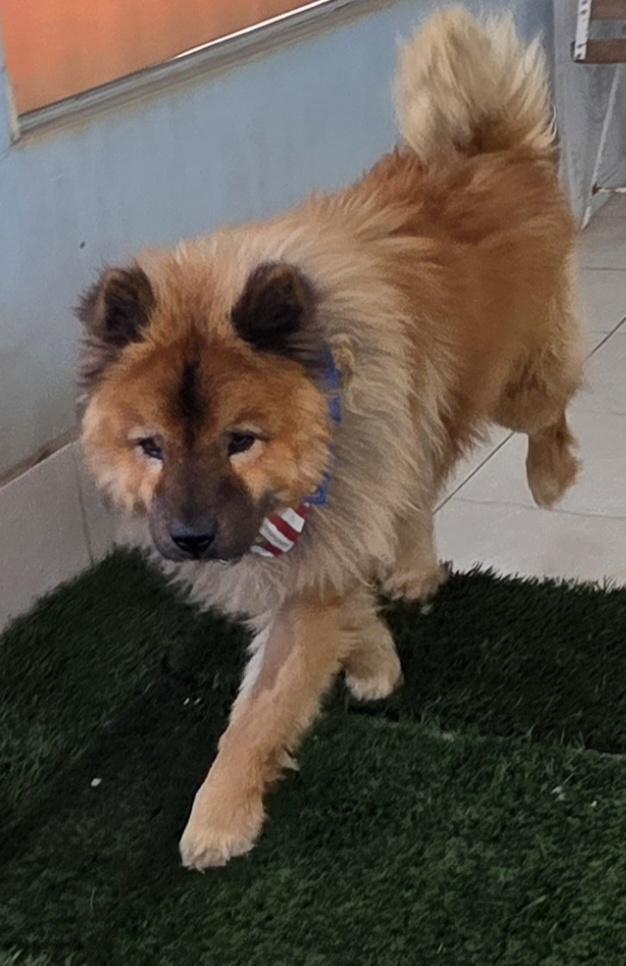 Enlarge Chao, a ADOPTABLE Chow Chow in Fallbrook, CA image 4/6