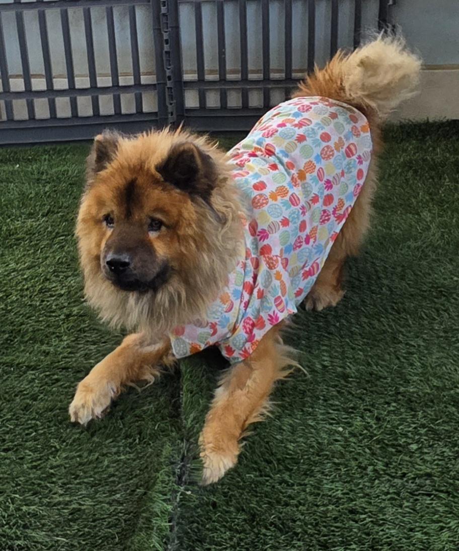 Enlarge Chao, a ADOPTABLE Chow Chow in Fallbrook, CA image 5/6