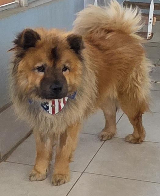 Enlarge Chao, a ADOPTABLE Chow Chow in Fallbrook, CA image 6/6