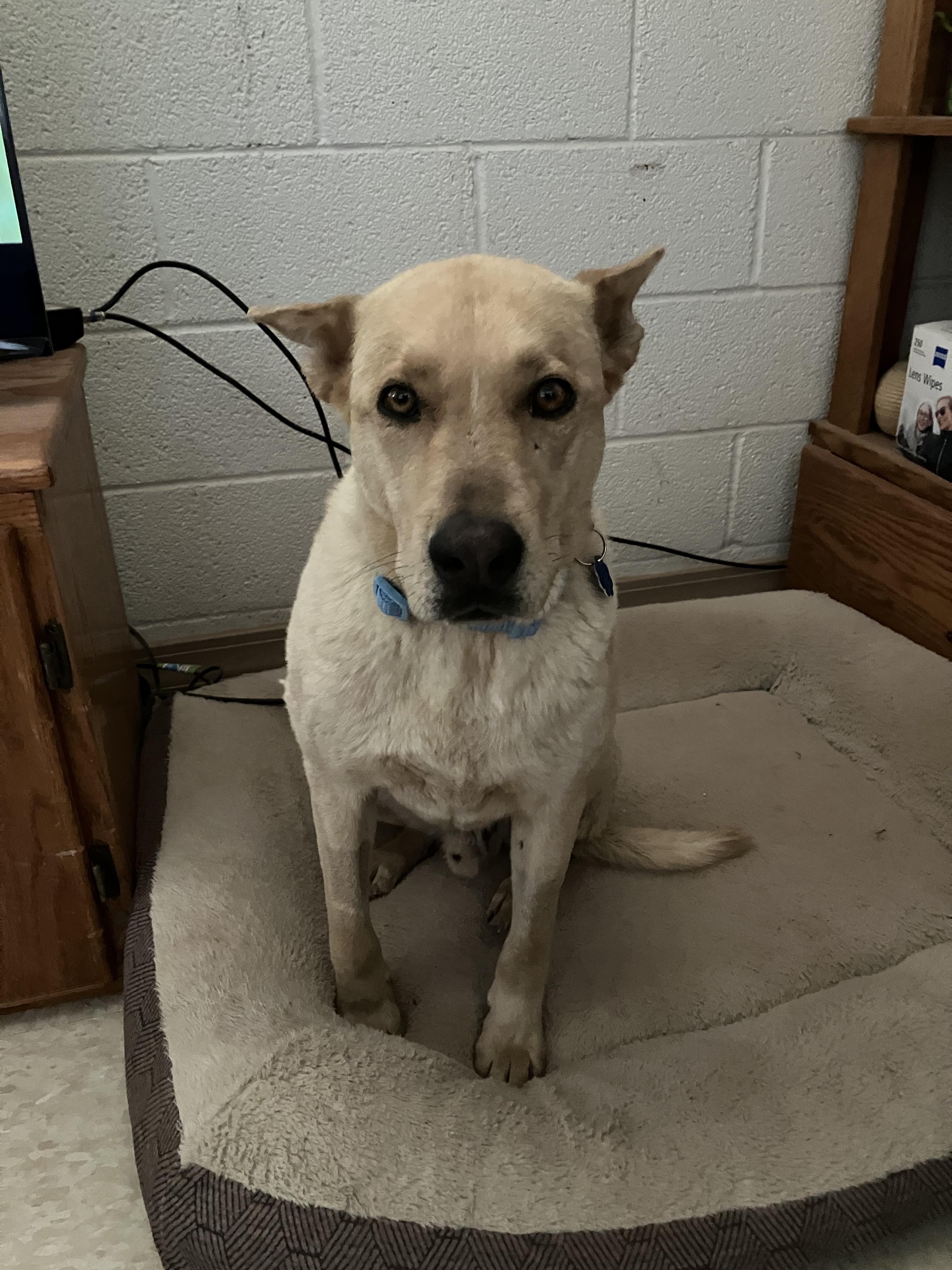 Enlarge Cooper, a Adoptable mixed breed in Prescott, AZ image 3/5