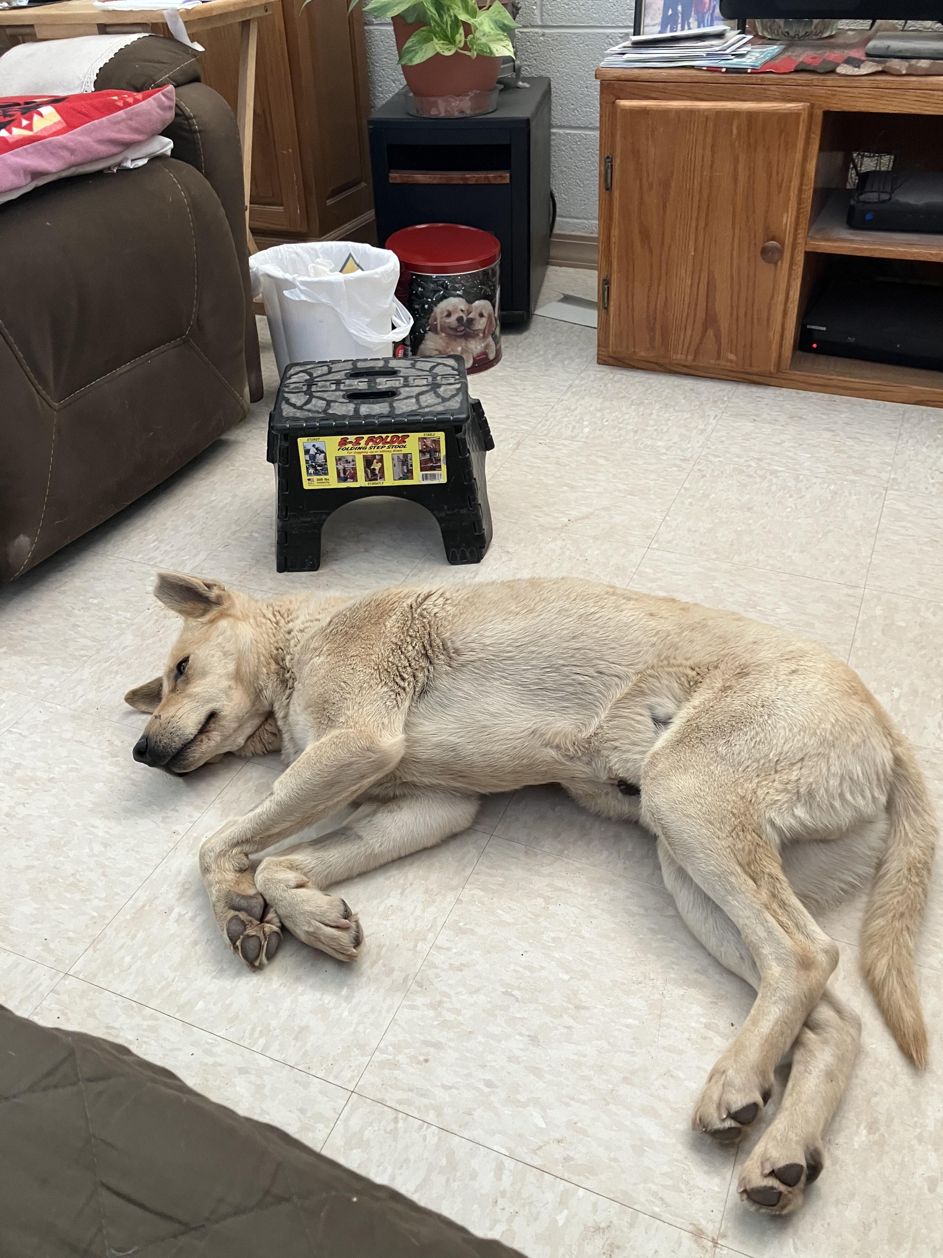 Enlarge Cooper, a Adoptable mixed breed in Prescott, AZ image 5/5