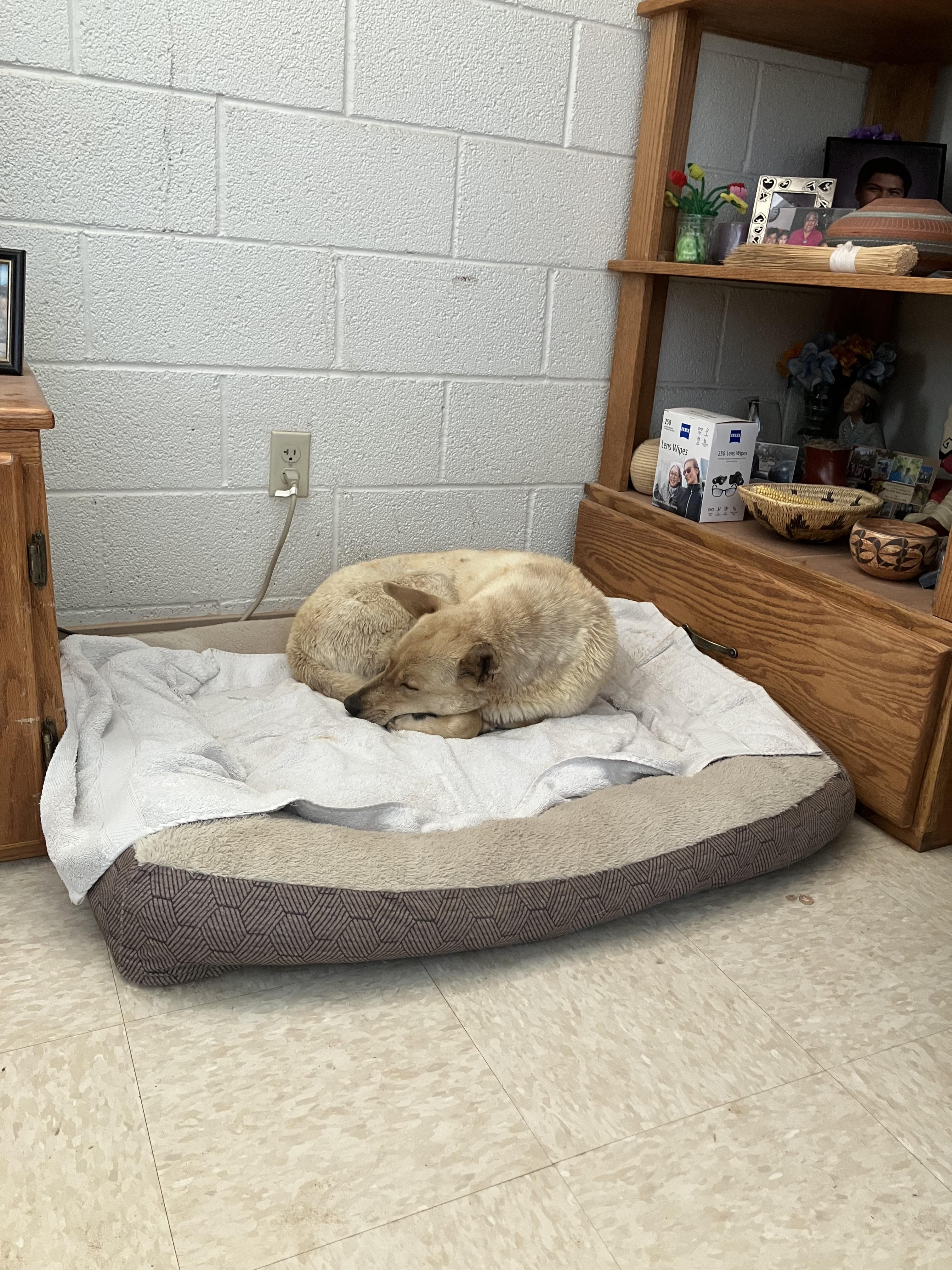 Enlarge Cooper, a Adoptable mixed breed in Prescott, AZ image 4/5