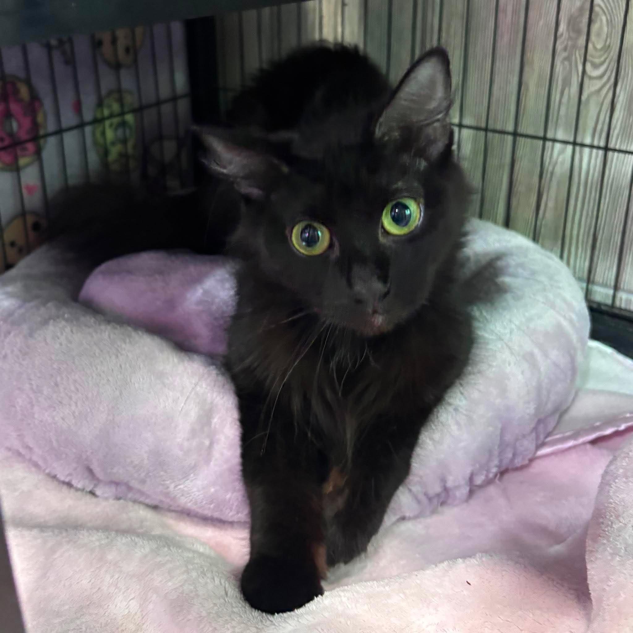 Enlarge MYSTIQUE, an adopted Domestic Medium Hair in Tillsonburg, ON image 4/6