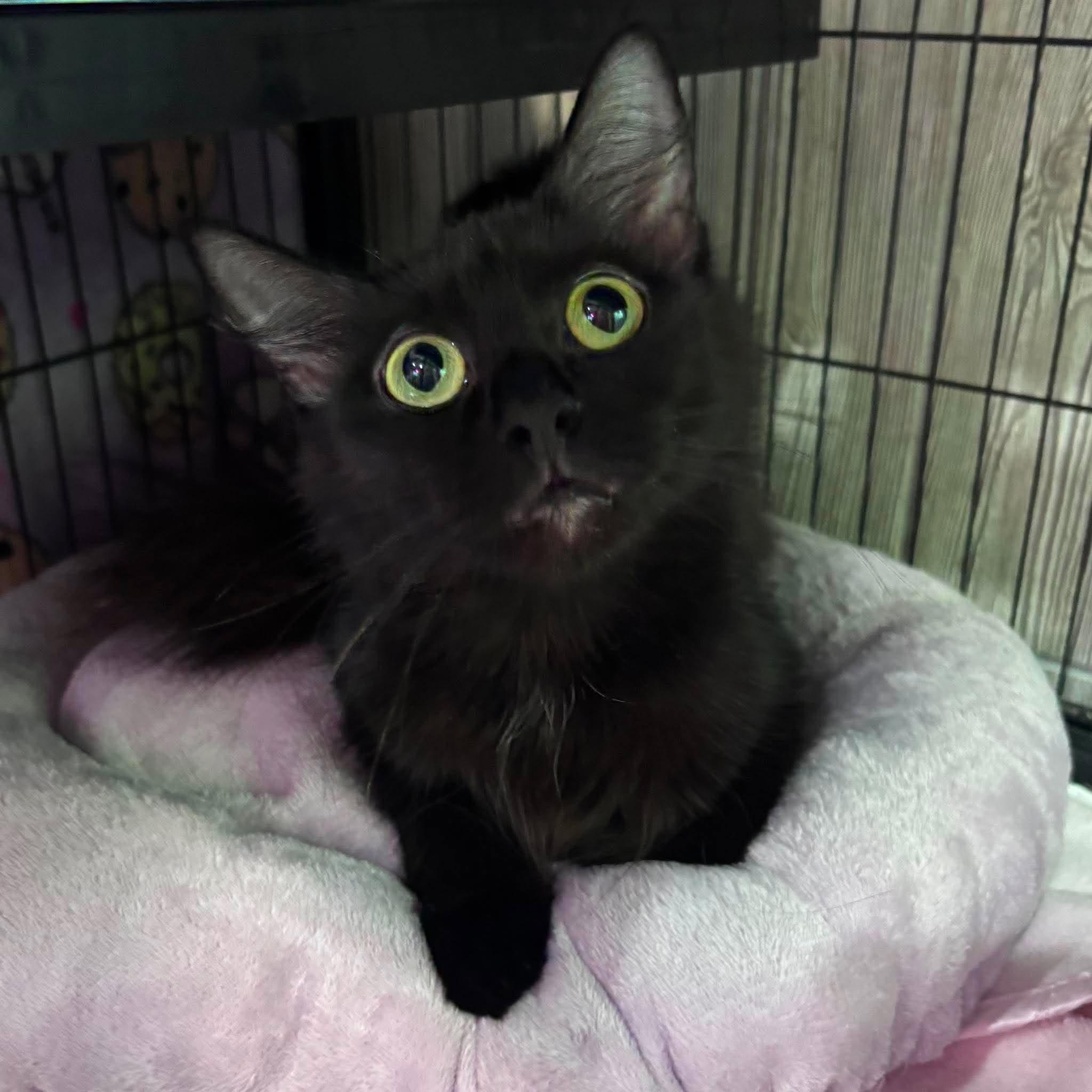 Enlarge MYSTIQUE, an adopted Domestic Medium Hair in Tillsonburg, ON image 6/6