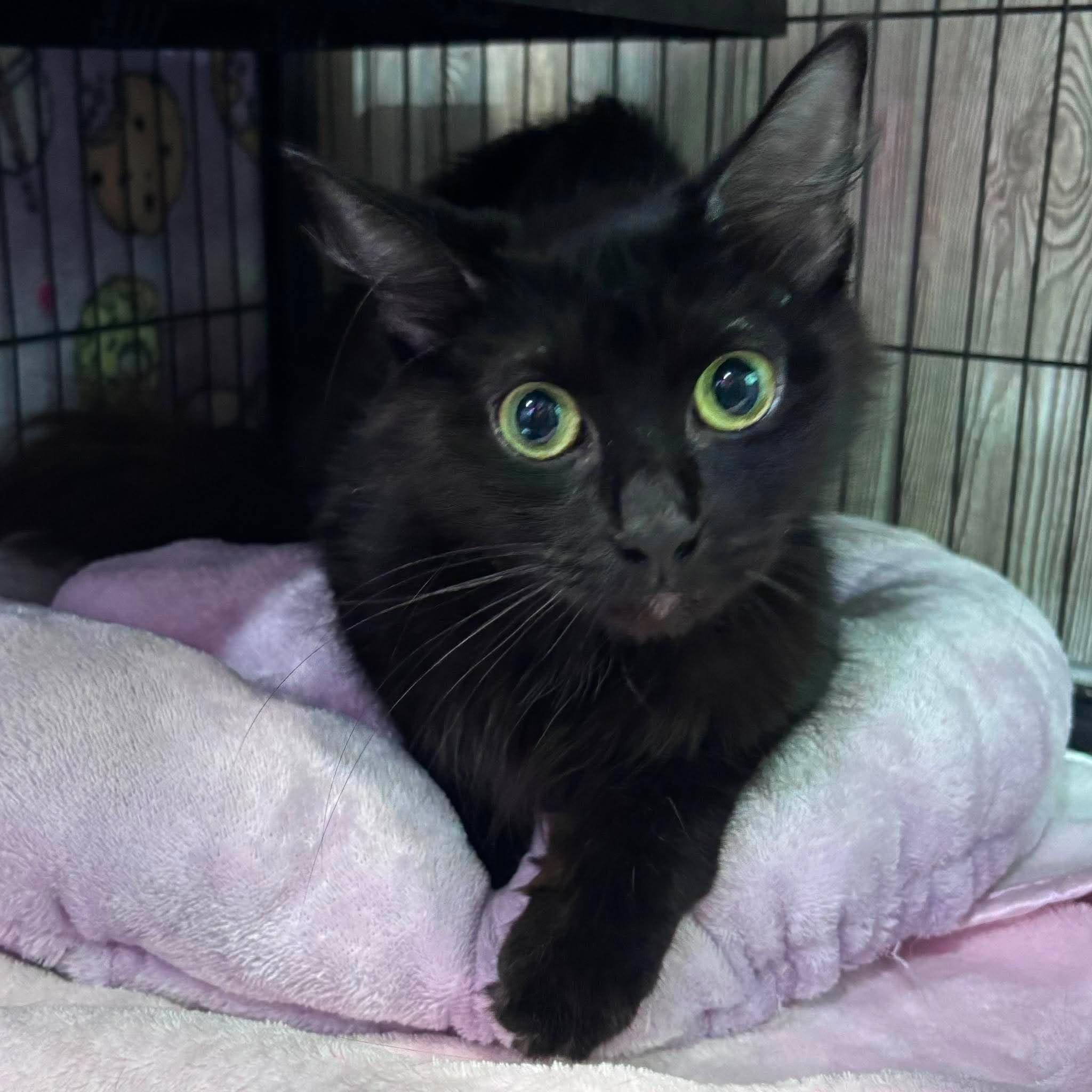 Enlarge MYSTIQUE, an adopted Domestic Medium Hair in Tillsonburg, ON image 5/6