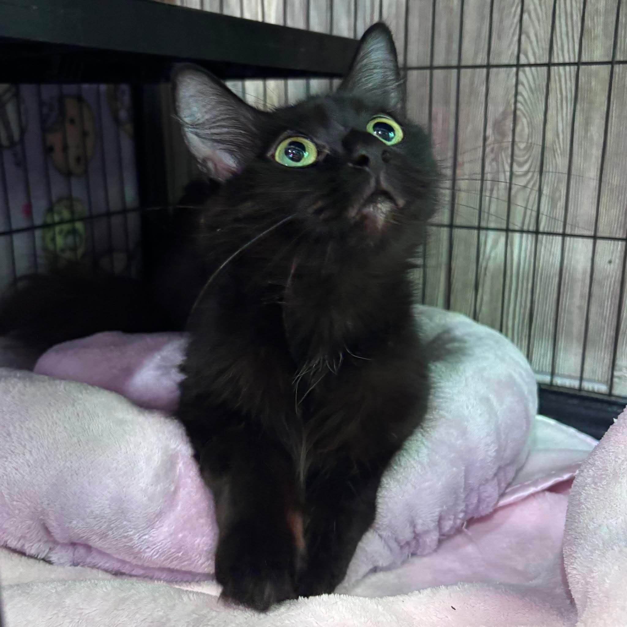 Enlarge MYSTIQUE, an adopted Domestic Medium Hair in Tillsonburg, ON image 1/6