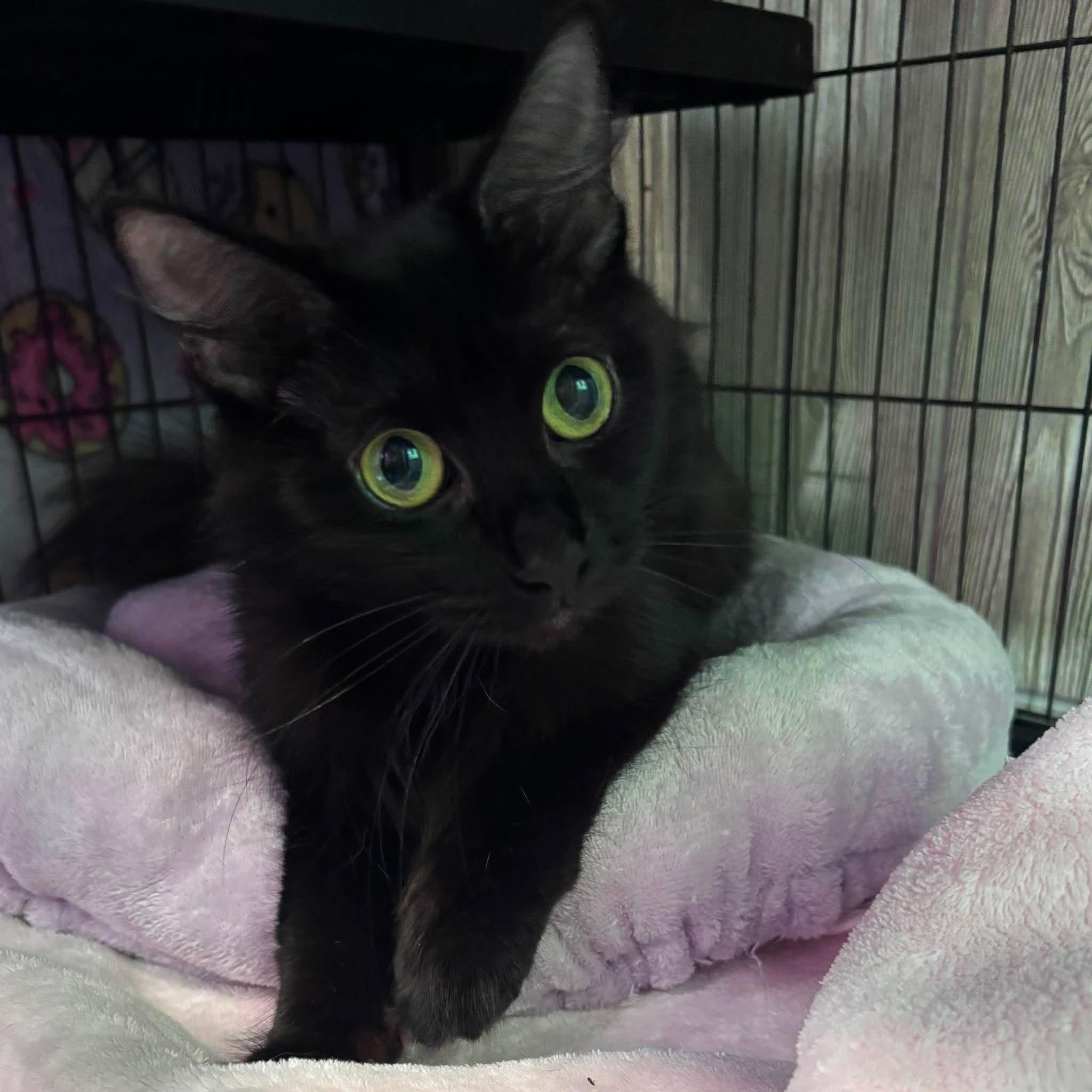 Enlarge MYSTIQUE, an adopted Domestic Medium Hair in Tillsonburg, ON image 2/6