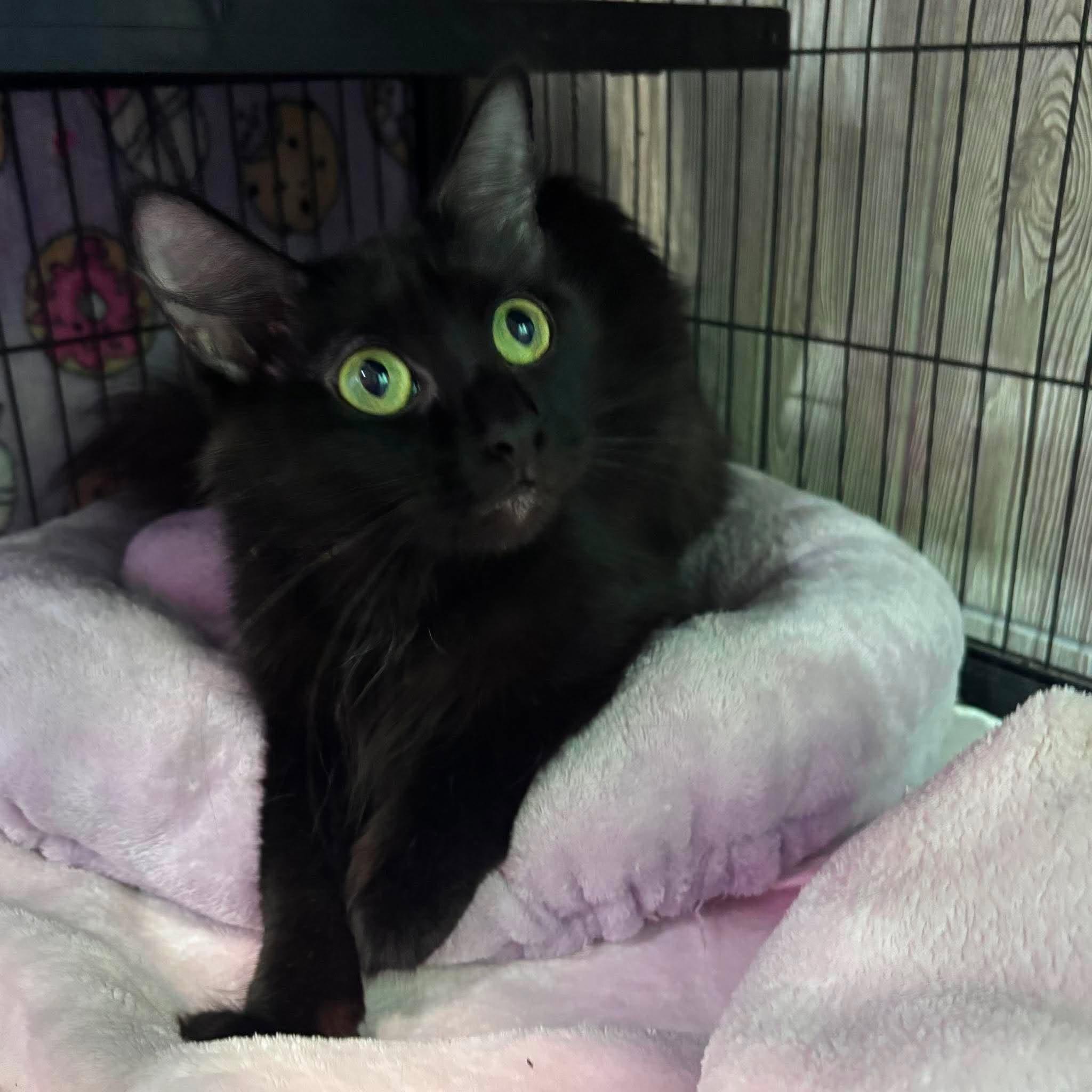 Enlarge MYSTIQUE, an adopted Domestic Medium Hair in Tillsonburg, ON image 3/6