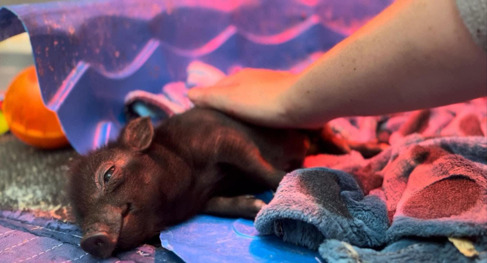 Enlarge We have piglets!!!!, a Adoptable Pig in Durham, NC image 1/6