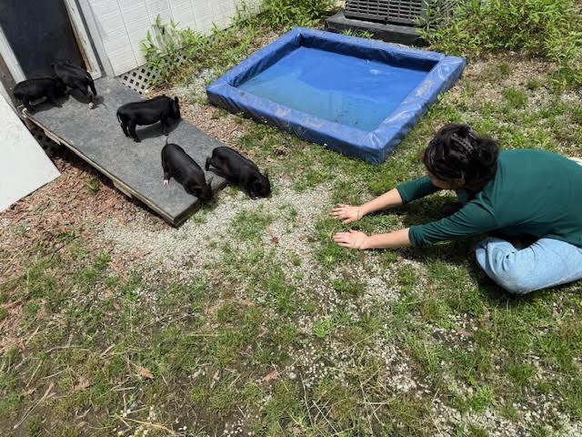 Enlarge We have piglets!!!!, a Adoptable Pig in Durham, NC image 2/6