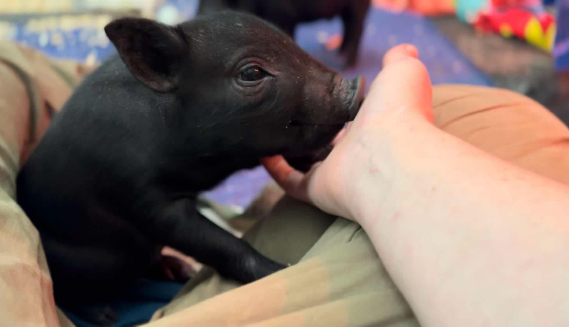 Enlarge We have piglets!!!!, a Adoptable Pig in Durham, NC image 3/6